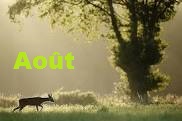Aout