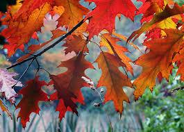 Images 5