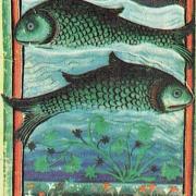 12 poissons