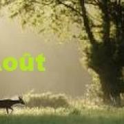 Aout