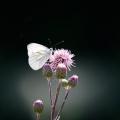Butterfly 1663482 340