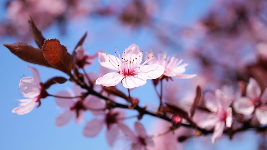 Cherry blossom 3308735 480