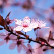 Cherry blossom 3308735 480