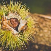 Novembre Chestnut 2810489 480