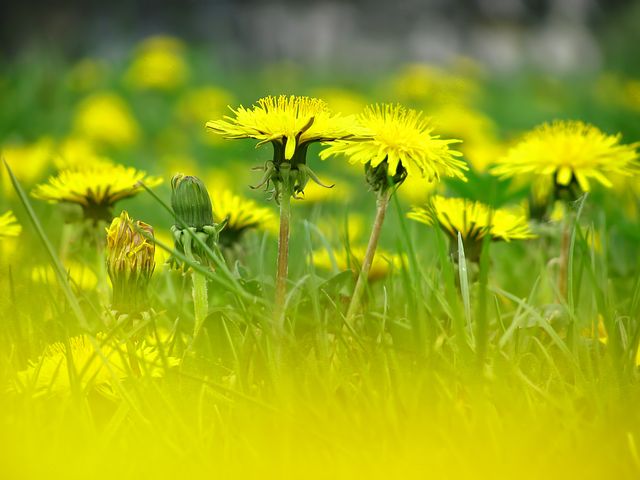 Mai Dandelion 230784 480
