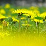 Mai Dandelion 230784 480