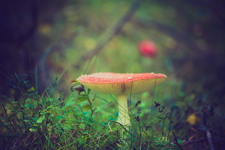 Octobre  Fly agaric 919049 480
