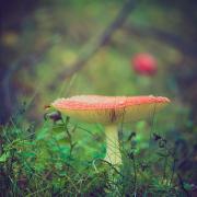 Octobre  Fly agaric 919049 480