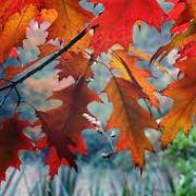 Images 5
