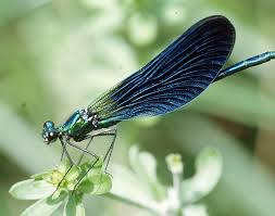 Images6