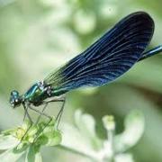 Images6