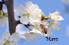 Mars bis