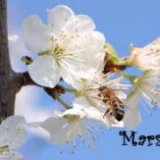 Mars bis