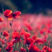 Poppies 3374193 480